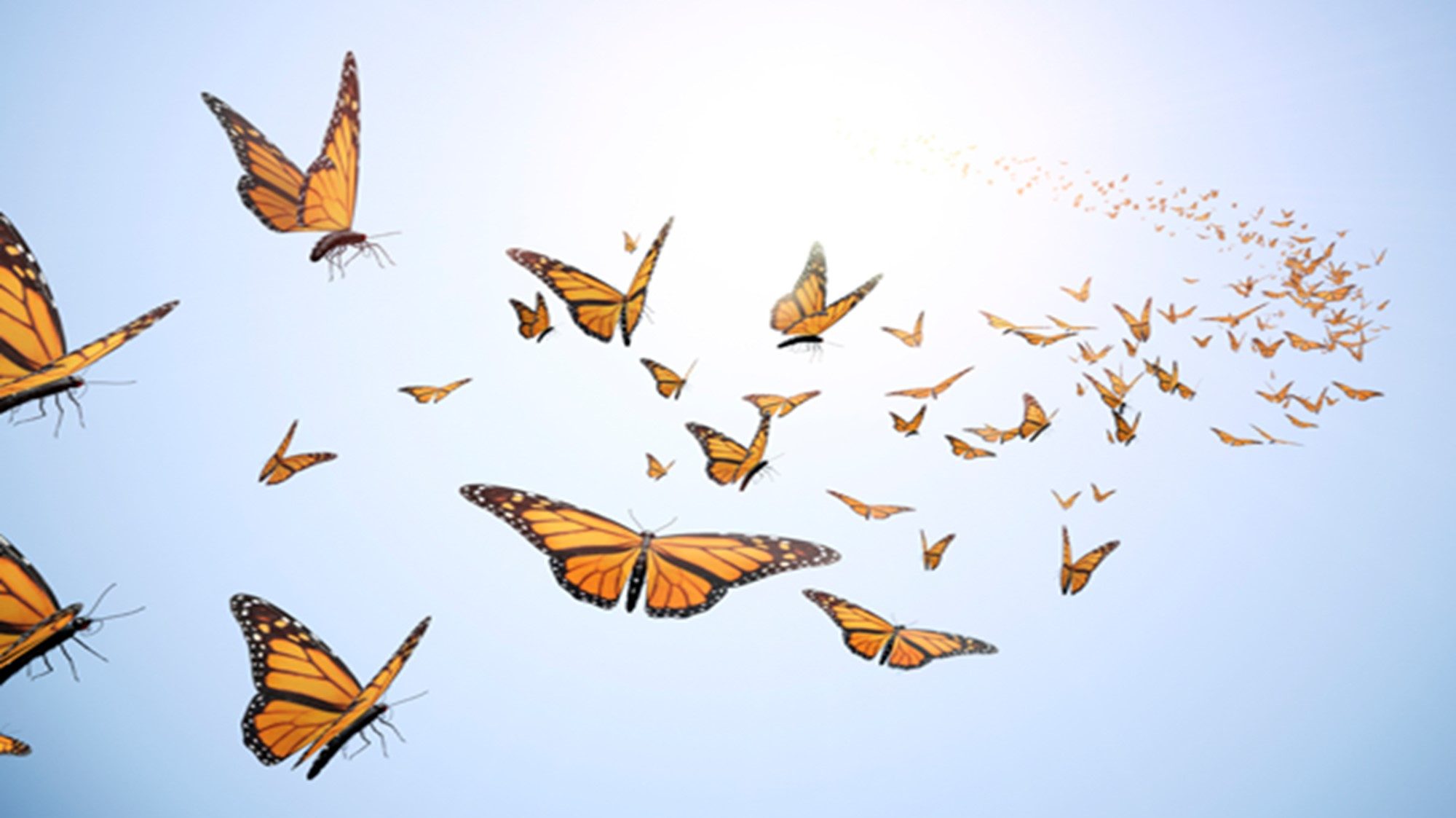 Honoring the Passing of Loved Ones